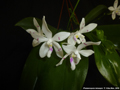 Photo : Phalaenopsis tetraspis