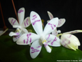 Photo : Phalaenopsis tetraspis