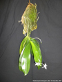 Photo : Phalaenopsis tetraspis