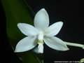 Photo : Phalaenopsis tetraspis