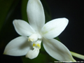 Photo : Phalaenopsis tetraspis