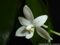 Photo : Phalaenopsis tetraspis
