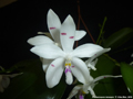 Photo : Phalaenopsis tetraspis