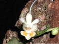 Photo : Phalaenopsis thailandica