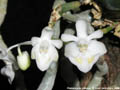 Photo : Phalaenopsis thailandica