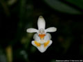 Photo : Phalaenopsis thailandica