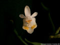 Photo : Phalaenopsis thailandica