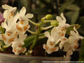 Photo : Phalaenopsis Anna