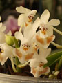 Photo : Phalaenopsis Anna