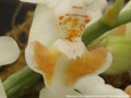 Photo : Phalaenopsis Anna