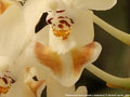 Photo : Phalaenopsis Anna