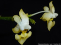 Photo : Phalaenopsis thailandica