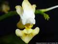 Photo : Phalaenopsis thailandica