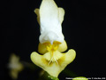 Photo : Phalaenopsis thailandica