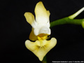 Photo : Phalaenopsis thailandica