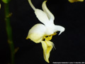 Photo : Phalaenopsis thailandica
