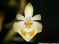 Photo : Phalaenopsis thailandica