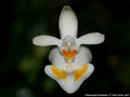Photo : Phalaenopsis thailandica
