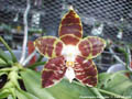 Photo : Phalaenopsis Ambonosa