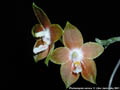 Photo : Phalaenopsis venosa