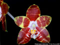Photo : Phalaenopsis Ambonosa