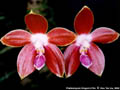 Photo : Phalaenopsis Dragon's Fire