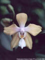 Photo : Phalaenopsis Essence Yenpei