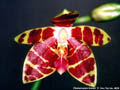 Photo : Phalaenopsis Gérald