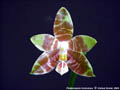 Photo : Phalaenopsis Ambonosa