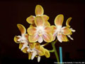 Photo : Phalaenopsis Golden Butterfly