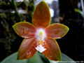 Photo : Phalaenopsis venosa