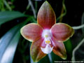 Photo : Phalaenopsis venosa