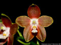 Photo : Phalaenopsis venosa