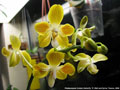 Photo : Phalaenopsis Golden Butterfly