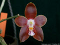 Photo : Phalaenopsis venosa
