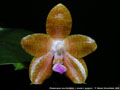 Photo : Phalaenopsis Java Sunshine