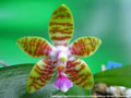 Photo : Phalaenopsis Rasa Veniana