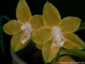 Photo : Phalaenopsis venosa