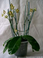Photo : Phalaenopsis venosa