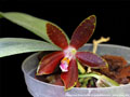 Photo : Phalaenopsis Dragon's Fire