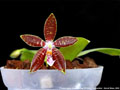Photo : Phalaenopsis Dragon's Fire