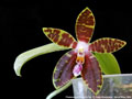 Photo : Phalaenopsis Dragon's Fire
