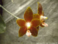 Photo : Phalaenopsis venosa