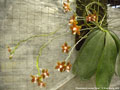 Photo : Phalaenopsis venosa