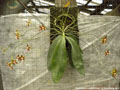 Photo : Phalaenopsis venosa