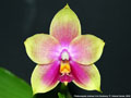 Photo : Phalaenopsis Joshua Irwin Ginsberg