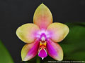 Photo : Phalaenopsis Joshua Irwin Ginsberg