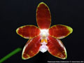 Photo : Phalaenopsis Kelsey's Butterscotch