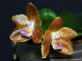 Photo : Phalaenopsis Java Sunshine