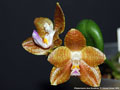 Photo : Phalaenopsis Java Sunshine